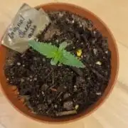 Lady Cheese 🧀 🌱 FB42 - Original Cheese