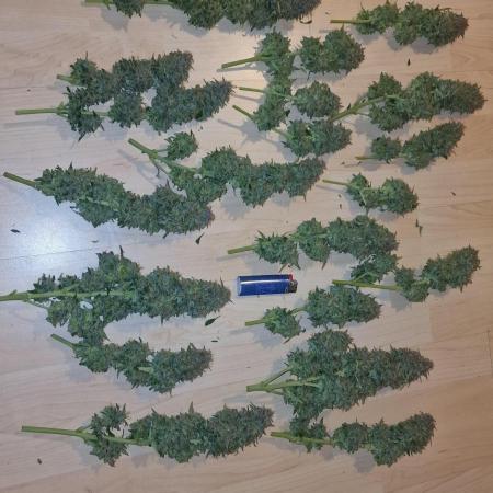 FB42 - Indoor grow 4