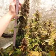 🍌🍋FB42🍒🍪 - Indoor grow 3