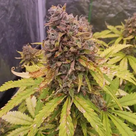 FB42 - Indoor grow 4