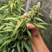 One plant one tent - Gorilla Z FB42