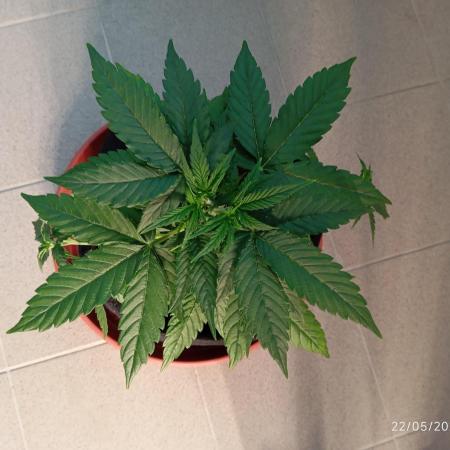 Amnesia seedling indoor