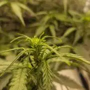 Lady Cheese 🧀 🌱 FB42 - Original Cheese