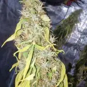 One plant one tent - Gorilla Z FB42