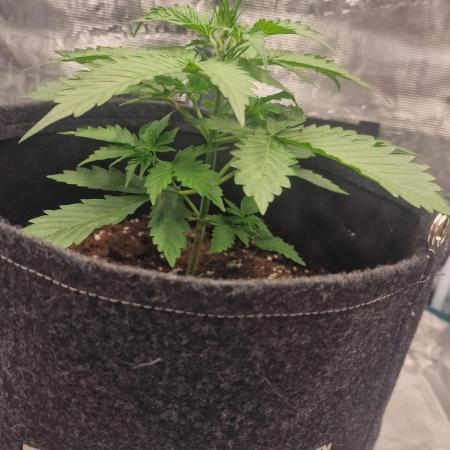 One plant one tent - Gorilla Z FB42
