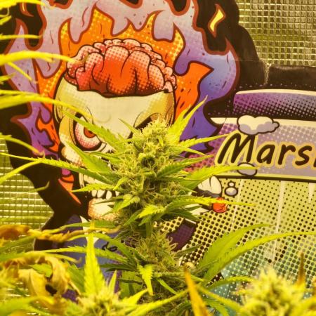 Lady Cheese 🧀 🌱 FB42 - Original Cheese