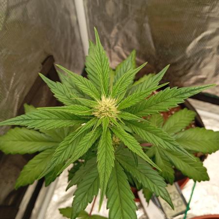 🍌FB42💜- First time Indoor Grow