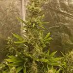 FB42 - Indoor grow 4