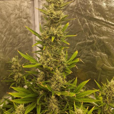 FB42 - Indoor grow 4