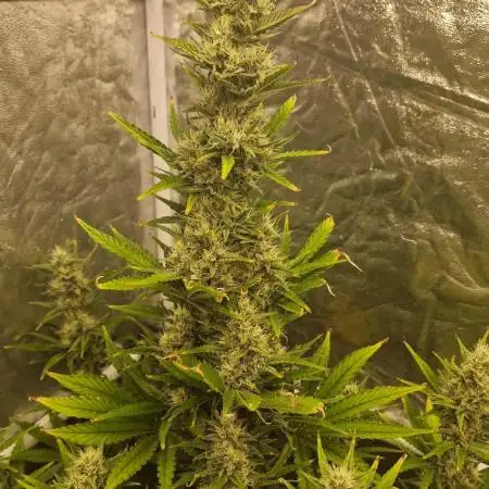 FB42 - Indoor grow 4