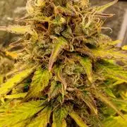FB42 - Indoor grow 4