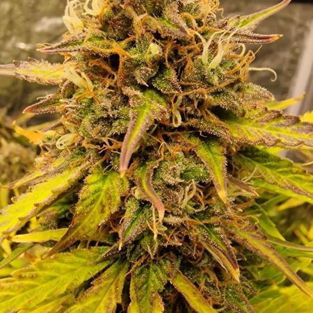 FB42 - Indoor grow 4