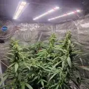 One plant one tent - Gorilla Z FB42