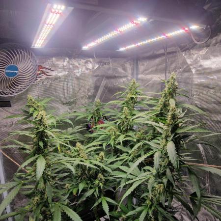 One plant one tent - Gorilla Z FB42