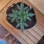🍍FB42🍍- indoor grow 4