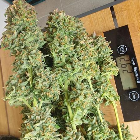 🍌🍋FB42🍒🍪 - Indoor grow 3