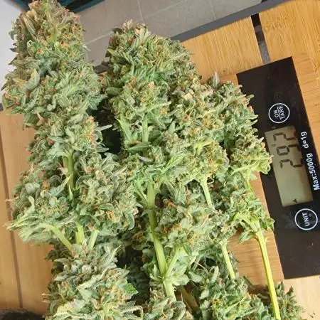 🍌🍋FB42🍒🍪 - Indoor grow 3