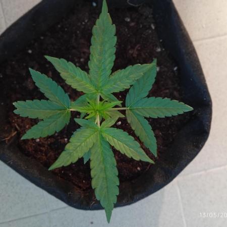 Amnesia seedling indoor