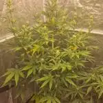 FB42 - Indoor grow 4