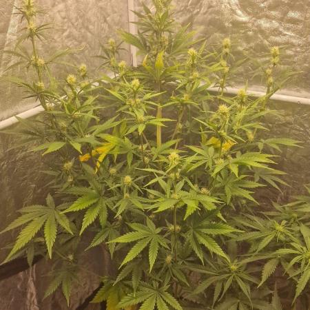 FB42 - Indoor grow 4