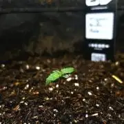 ?☘️FB Skunk Auto ☘️?
