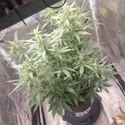 One plant one tent - Gorilla Z FB42