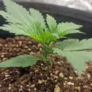 Lady Cheese 🧀 🌱 FB42 - Original Cheese