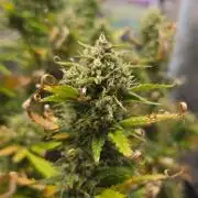 Lady Cheese 🧀 🌱 FB42 - Original Cheese