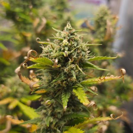 Lady Cheese 🧀 🌱 FB42 - Original Cheese