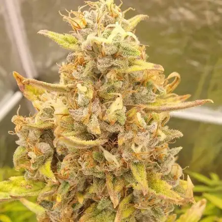 FB42 - Indoor grow 4