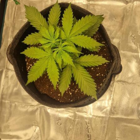One plant one tent - Gorilla Z FB42