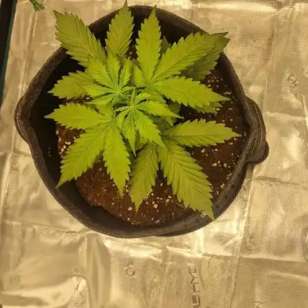 One plant one tent - Gorilla Z FB42