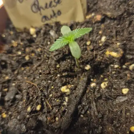 Lady Cheese 🧀 🌱 FB42 - Original Cheese