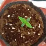Indoor grow 2 Special Kush & Super Skunk