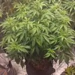 FB42 - Indoor grow 4