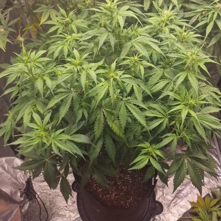 FB42 - Indoor grow 4