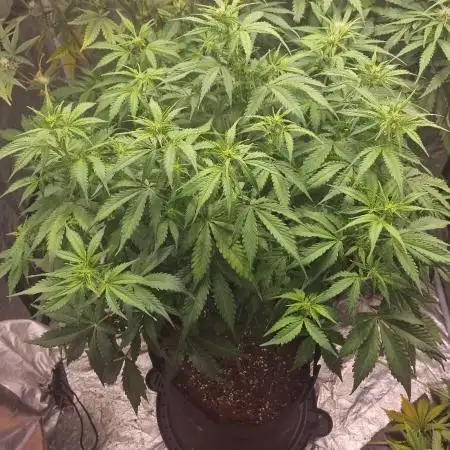 FB42 - Indoor grow 4