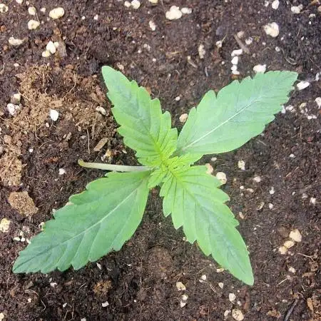 FB42 - indoor grow 4