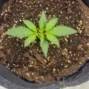 Lady Cheese 🧀 🌱 FB42 - Original Cheese