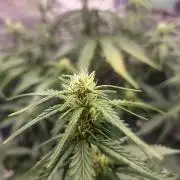 Lady Cheese 🧀 🌱 FB42 - Original Cheese