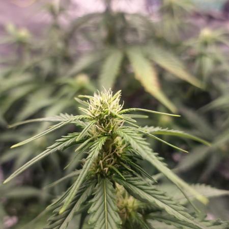 Lady Cheese 🧀 🌱 FB42 - Original Cheese