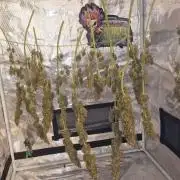 One plant one tent - Gorilla Z FB42