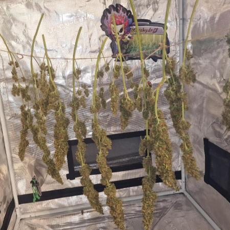 One plant one tent - Gorilla Z FB42