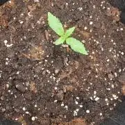 One plant one tent - Gorilla Z FB42