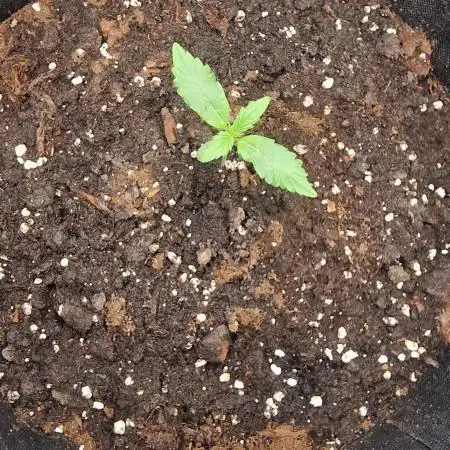 One plant one tent - Gorilla Z FB42
