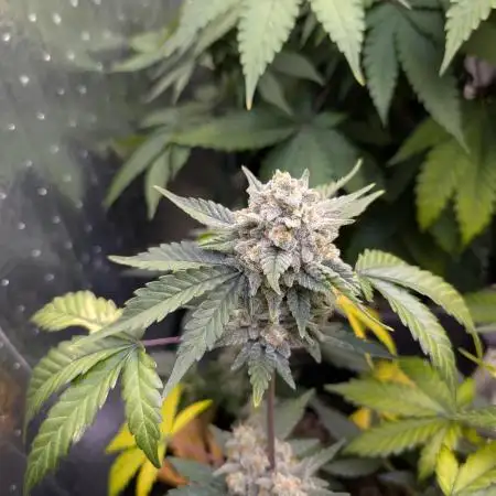 Cherry Cola 12/12