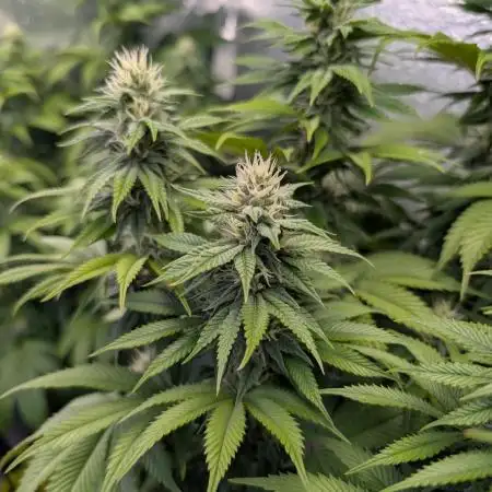 Gorilla Melon 2nd grow