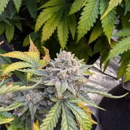 Cherry Cola 12/12