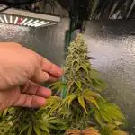 Gorilla Melon 2nd grow