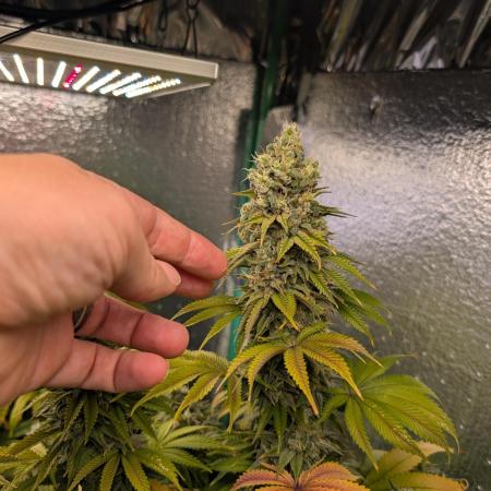 Gorilla Melon 2nd grow